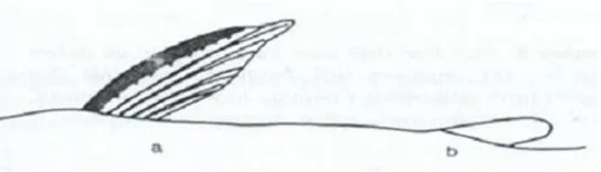 Gambar 2.5. Skema gabungan dua sirip punggung (a) duri, (b) jari-jari (Sumber:Kotellat, et al., 1993).