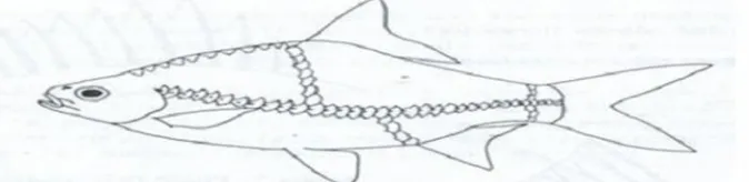 Gambar 2.7. Skema penghitungan sisik utama pada ikan (Sumber: Moyle & Cech,1988)