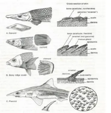 Gambar 2.8. Tipe-tipe sisik pada ikan (Sumber: Moyle & Cech, 1988).