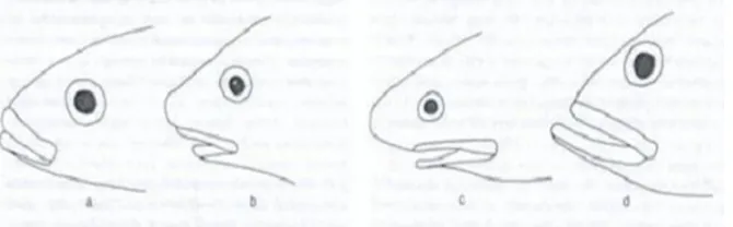 Gambar 2.9. Tipe-tipe utama letak mulut (a) terminal, (b) sub-terminal, (c) inferior,dan (d) superior (Sumber: Kotellat, et all., 1993).