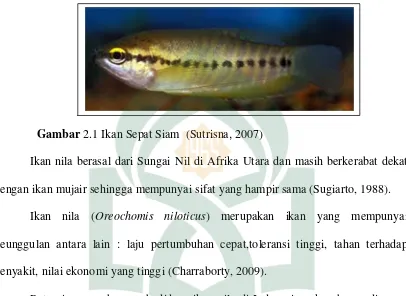 Gambar 2.2 Ikan Nila (Khairuman dan Amri, 2011) 