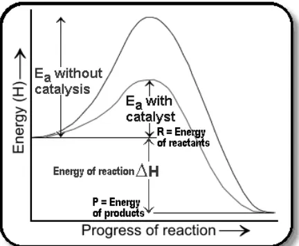 Gambar 5. Pengaruh katalis dalam penurunan energi pengaktifan   (Delpierre dan Sewell, 2011)  