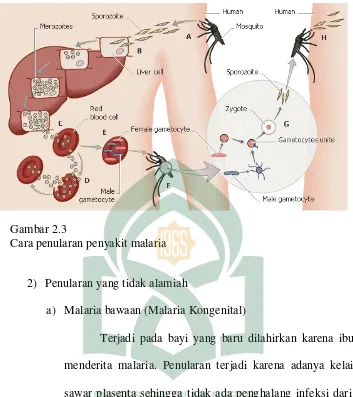 Gambar 2.3 Cara penularan penyakit malaria 
