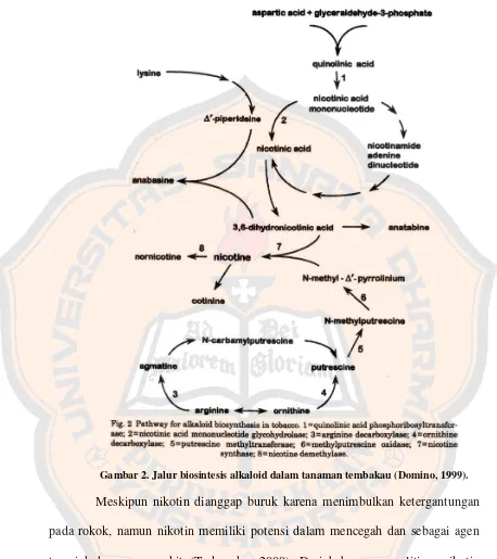 Gambar 2. Jalur biosintesis alkaloid dalam tanaman tembakau (Domino, 1999). 