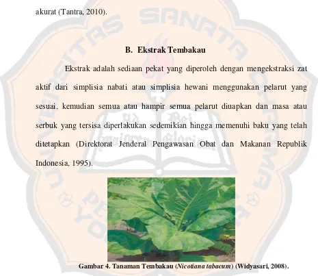 Gambar 4. Tanaman Tembakau ( Nicotiana tabacum) (Widyasari, 2008). 