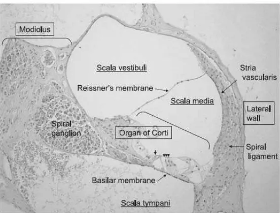 Gambar 2.2 Anatomi Koklea (Nagashima, et al., 2005)      