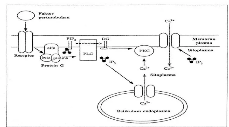 Gambar 2.21 Jalur Transduksi Sinyal Protein Ras (Stansfield, Colome &        