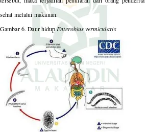 Gambar 6. Daur hidup Enterobius vermicularis  