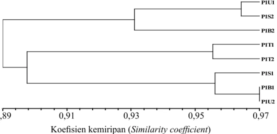Gambar 3.  Dendrogram keragaman genetik pohon induk P2 berdasarkan penanda ISSR. U, T, S, dan B  secara berturut-turut adalah sektor arah mata angin utara, timur, selatan, dan barat