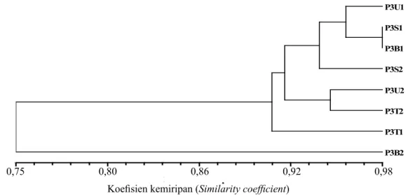 Gambar 5.  Dendrogram keragaman genetik pohon induk P1, P2, dan P3 berdasarkan penanda ISSR