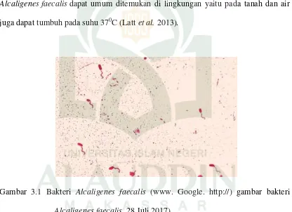 Gambar 3.1 Bakteri Alcaligenes faecalis (www. Google. http://) gambar bakteri 