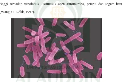 Gambar 3.3 Bakteri Pseudomonas aeruginosa (www. Google. http://) gambar bakteri 