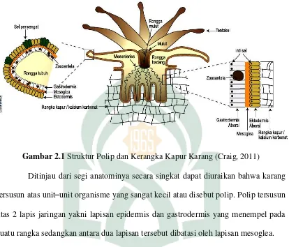 Gambar 2.1 Struktur Polip dan Kerangka Kapur Karang (Craig, 2011) 
