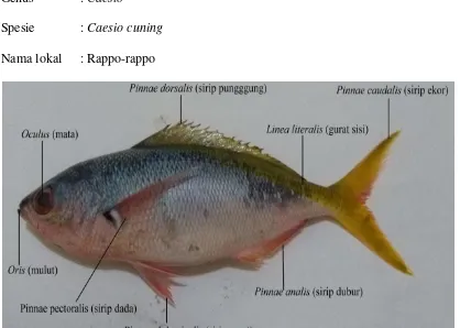 Gambar 2.2 Ikan ekor kuning (sumber: Dokumentasi pribadi, 2017). 