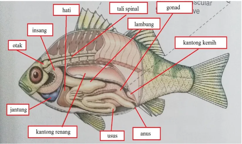 Gambar 2.3. Anatomi ikan (Sumber: Raven, 2005) 