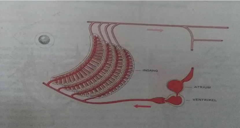 Gambar 2.4 Letak Aorta dorsalis, sinus venosus, jantung, dan insang (Sumber: Afrianto, dkk., 2015)