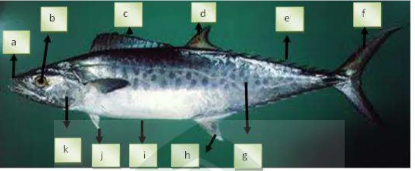 Gambar 2.2 Morfologi ikan tenggiri (Scomberomorus commers) 