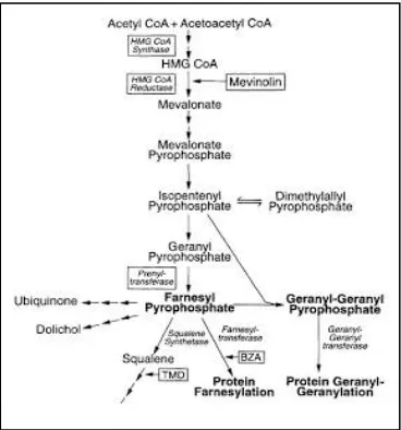 Gambar 2.3. Sintesis kolesterol dalam tubuh (Sumber: Sakidja, 2002) 