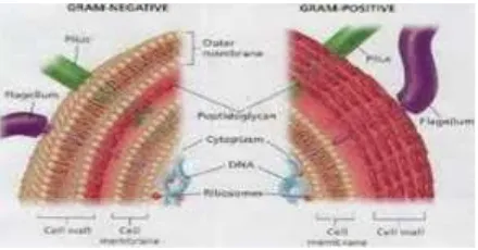 Gambar 2. Struktur dinding sel Bakteri Gram negatif dan Gram positif