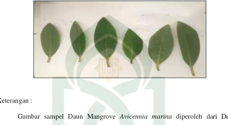 Gambar sampel Daun Mangrove Avicennia marina diperoleh dari Desa