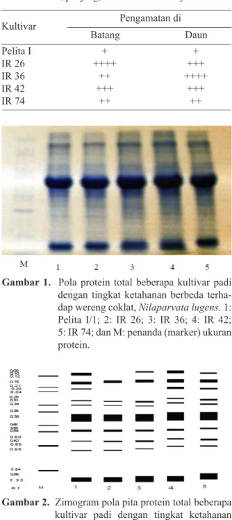 Gambar 1.  Pola protein total beberapa kultivar padi  dengan tingkat ketahanan berbeda  terha-dap wereng coklat, Nilaparvata lugens