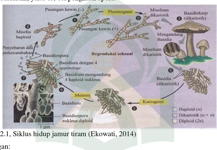 Gambar 2.1, Siklus hidup jamur tiram (Ekowati, 2014) 