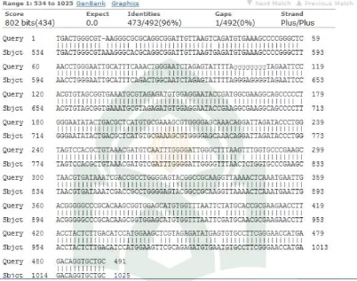Gambar perbandingan urutan nukleotida sampel NoA (Query) dengan bakteri Pasteurellaceae bacterium  strain KM1721 (Subject) 