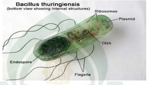 Gambar 3.1 Bakteri Bacillus thuringiensis (www.Google.Id http//: 29 Juli 2017). 