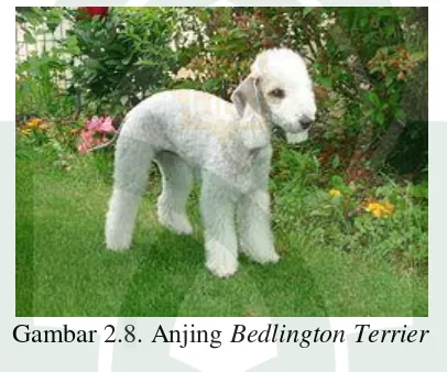 Gambar 2.8. Anjing Bedlington Terrier 