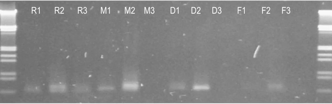 Gambar 1.  Gambar 1.Hasil amplifikasi DNA jamur dari daun jarum sehat Pinus radiata dari beberapa  daun yang  berbeda serta metode penyimpanan yang berbeda; R=suhu ruang  (30 o C); M =  mesin pengering (45  o C); D= ruang pengering (38  o C) dan F= daun ba