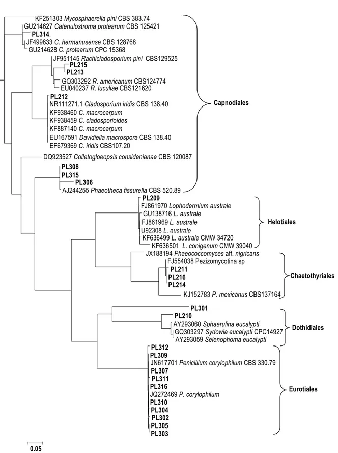 Gambar 2.  Analisis filogenetik menggunakan pendekatan maximum likelihood terhadap semua sekuen  ITS dari sampel DNA jamur (PL= Plenty) yang teramplifikasi dari daun Pinus radiata