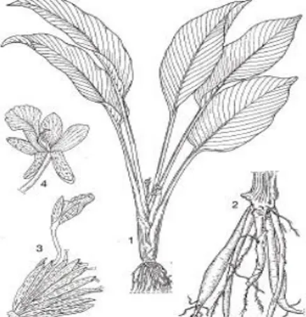 Gambar  1. Temu kunci atau Boesenbergia  rotunda  (L.).  Mansfeld.  1.  Habitus,  2. 