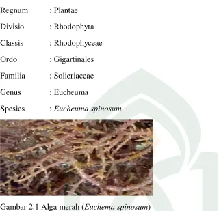Gambar 2.1 Alga merah (Euchema spinosum)  