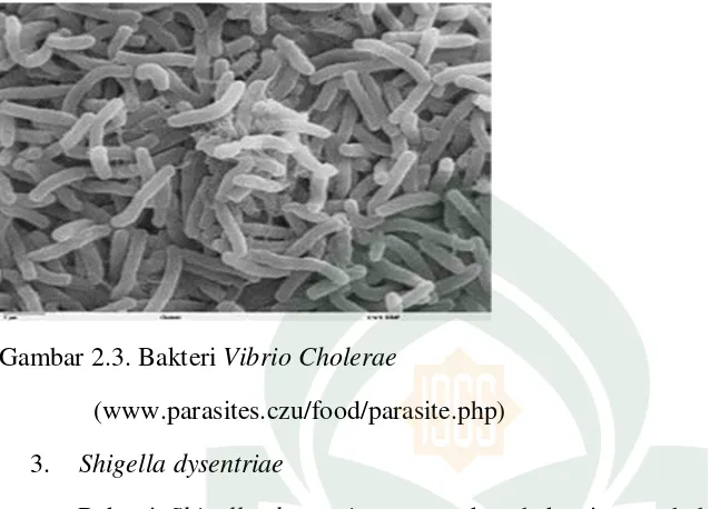 Gambar 2.3. Bakteri Vibrio Cholerae 
