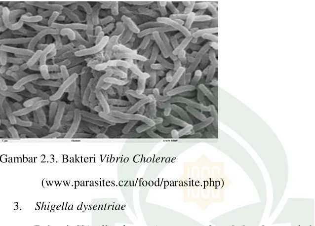 Gambar 2.3. Bakteri Vibrio Cholerae 