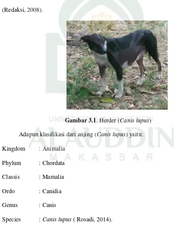 Gambar 3.1. Herder (Canis lupus) 