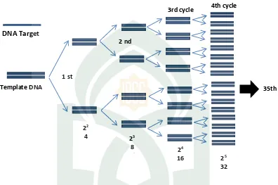 Gambar 2.3 Ilustrasi amplifikasi PCR (Sumber: Vierstraete, 1999 dalam Arham, 