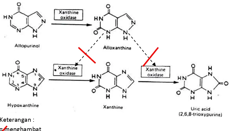 Gambar 2.2 Mekanisme inhibisi sintesis asam urat oleh allopurinol  (Katzung, et al., 2002) 