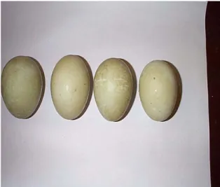 Gambar 2. Warna kerabang telur itik Mojosari putih 