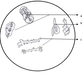 Gambar 3.3  Mikroskopik serbuk simplisia teripang Pearsonothuria graeffei (Semper, 1868)pada pembesaran 10 x 40 