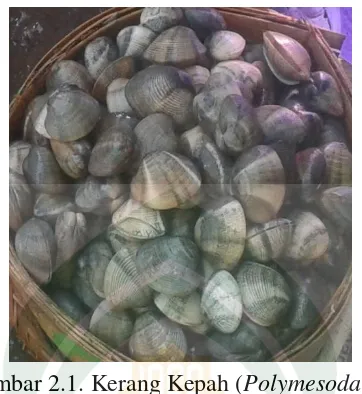 Gambar 2.1. Kerang Kepah (Polymesoda erosa) 