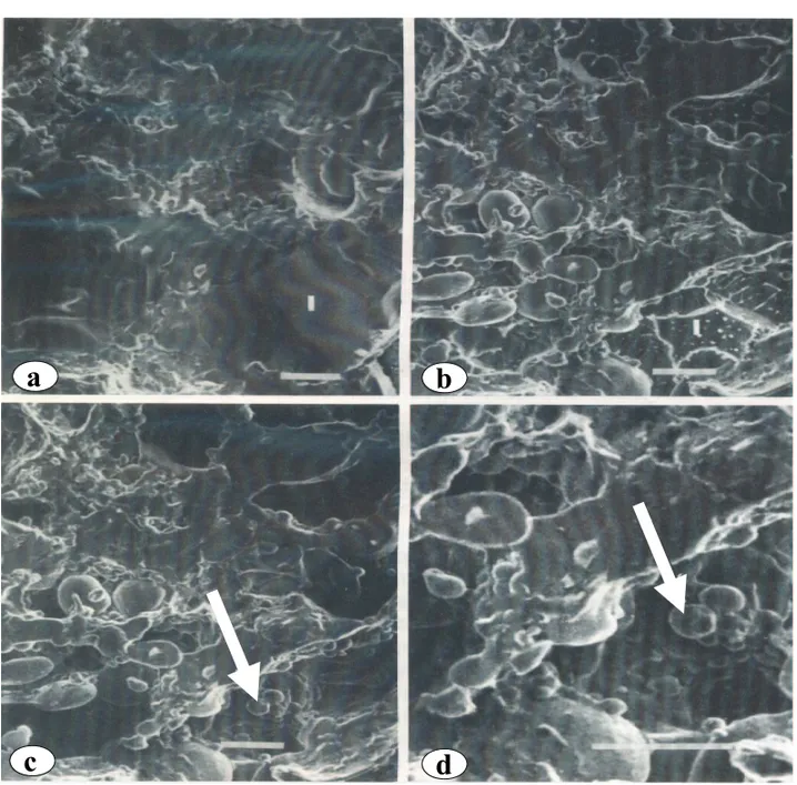 Gambar 9. Foto mikroskopik penyebaran granula pati  a. Tepung premix I tanpa kansui;  
