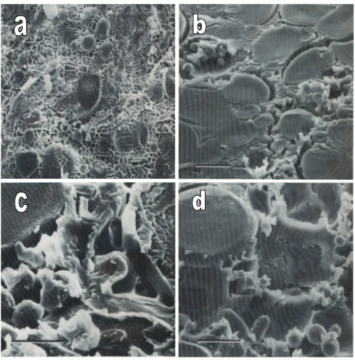 Gambar 10. Foto mikroskopik matriks protein mie dengan dan tanpa penambahan telur. 