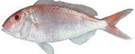 Gambar 1. Ikan Kurisi (Nemipterus sp.)        Sumber : acehanglerscommunity.blogspot.com 