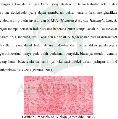 Gambar 2.2: Morfologi S. thypiBakteri  (Amiruddin, 2017) S. typhi juga memiliki pilli atau fimbriae yang berfungsi untuk 