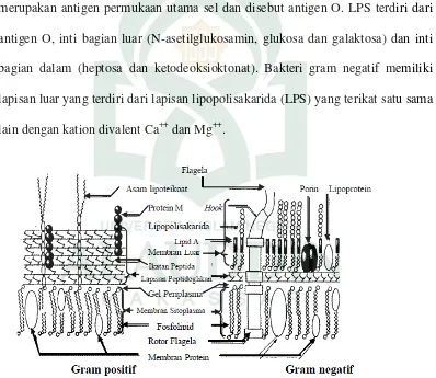 Gambar 2.3: Struktur Dinding Sel Bakteri Gram Positif dan Negatif (Moat et al. 2002) 