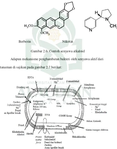 Gambar 2.6: Contoh senyawa alkaloid 