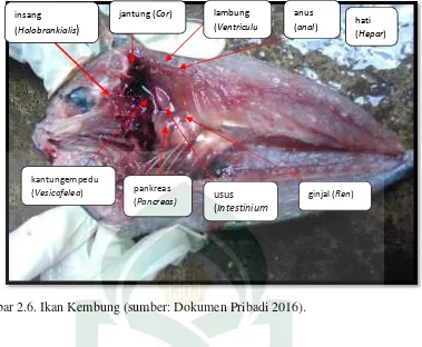 Gambar 2.6. Ikan Kembung (sumber: Dokumen Pribadi 2016).