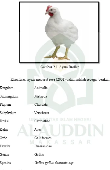 Gambar 2.1. Ayam Broiler 
