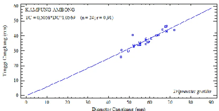 Gambar 6. Hubungan morfometrik antara tinggi cangkang dan diameter cangkang bulu babi  Tripneustes gratilla di Kampung Ambong 